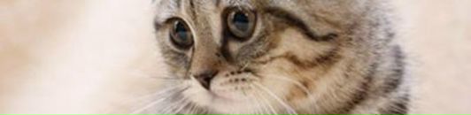 Григорій Григорчук фотография #31 (источник - https://vk.com/id26574264)