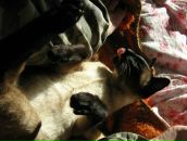 Фотография Святко Катерины