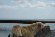 Сергей Матвейчук фотография #18 (источник - https://vk.com/id2555655)