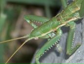 Фотография Кардаша Игоря