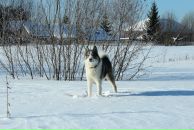 Фотография Разваляева Александра