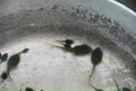 Илья Ткаленко фотография #40 (источник - https://vk.com/id1700512)