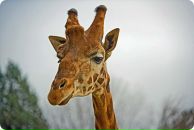 Фотография Савельевой Дарьи