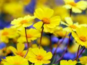 Фотография Агеенко Кристианы