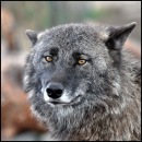 Фотография Григорова Алексея