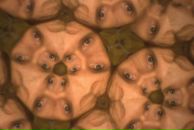 Фотография Беднова Виктора