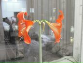 Фотография Левашовой Ксении