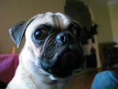 Фотография Языкова Льва