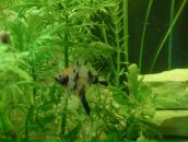 Dathim Origin фотография #35 (источник - https://vk.com/id2932718)