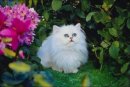 Душа Кошеняті фотография #5 (источник - https://vk.com/id157124555)