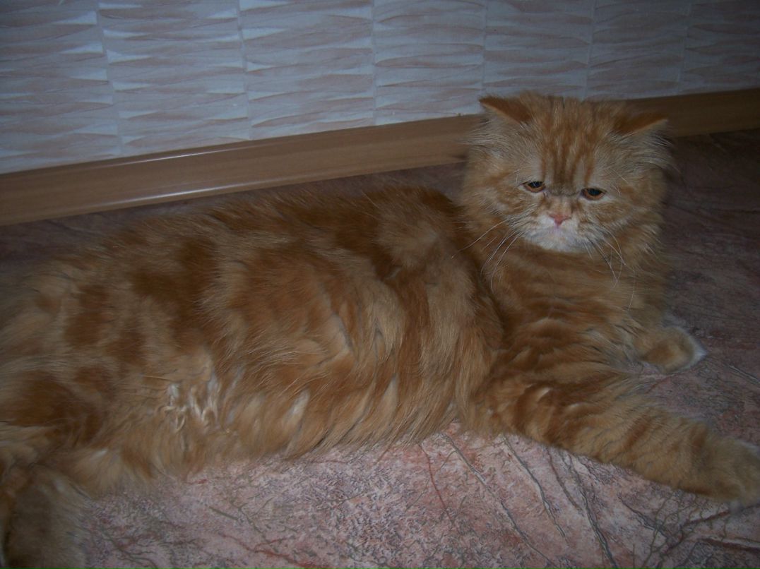 Елена Огун фотография #32