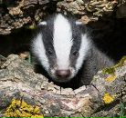 Фотография Буракова Артёма