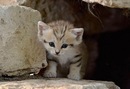 Діанка Глинська фотография #7 (источник - https://vk.com/id134668592)