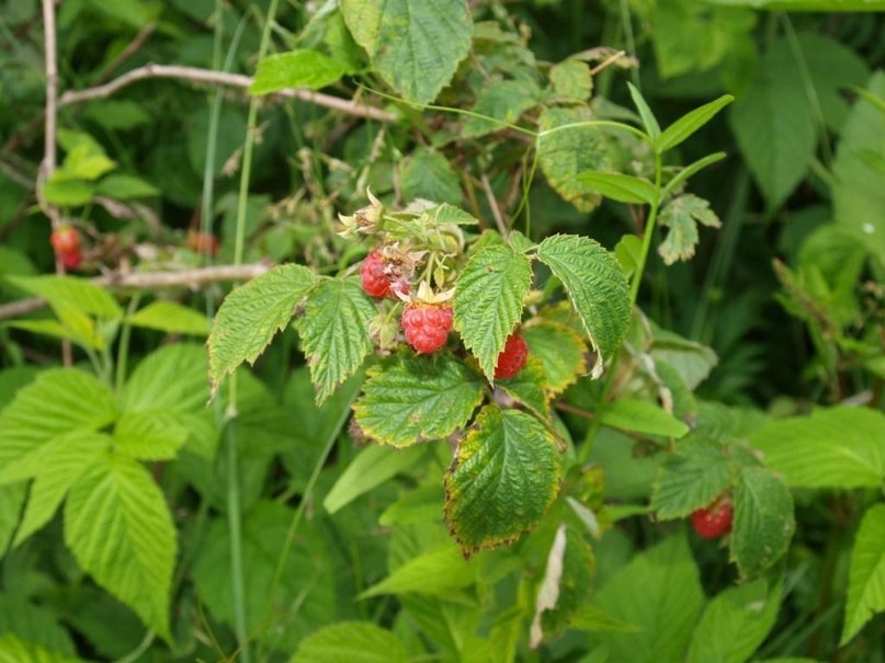 Александр Козлов фотография #47