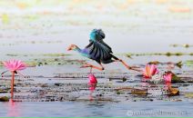 Карина ..... фотография #35 (источник - https://vk.com/id4209867)