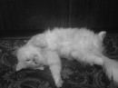 Фотография Абросимовой Лены
