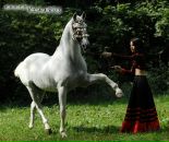 Кінний-Клуб Срібна-Підкова фотография #37 (источник - https://vk.com/id212445489)