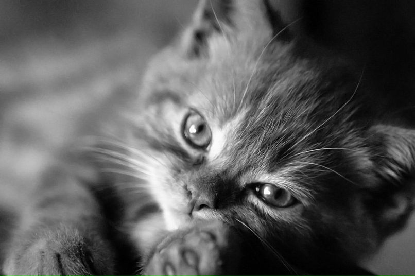 Анатолий Сысин фотография #13