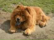 Ігор Самборський фотография #5 (источник - https://vk.com/id74238124)