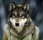 Фотография Васильева Светлана