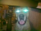 Фотография Погребенного Виталия