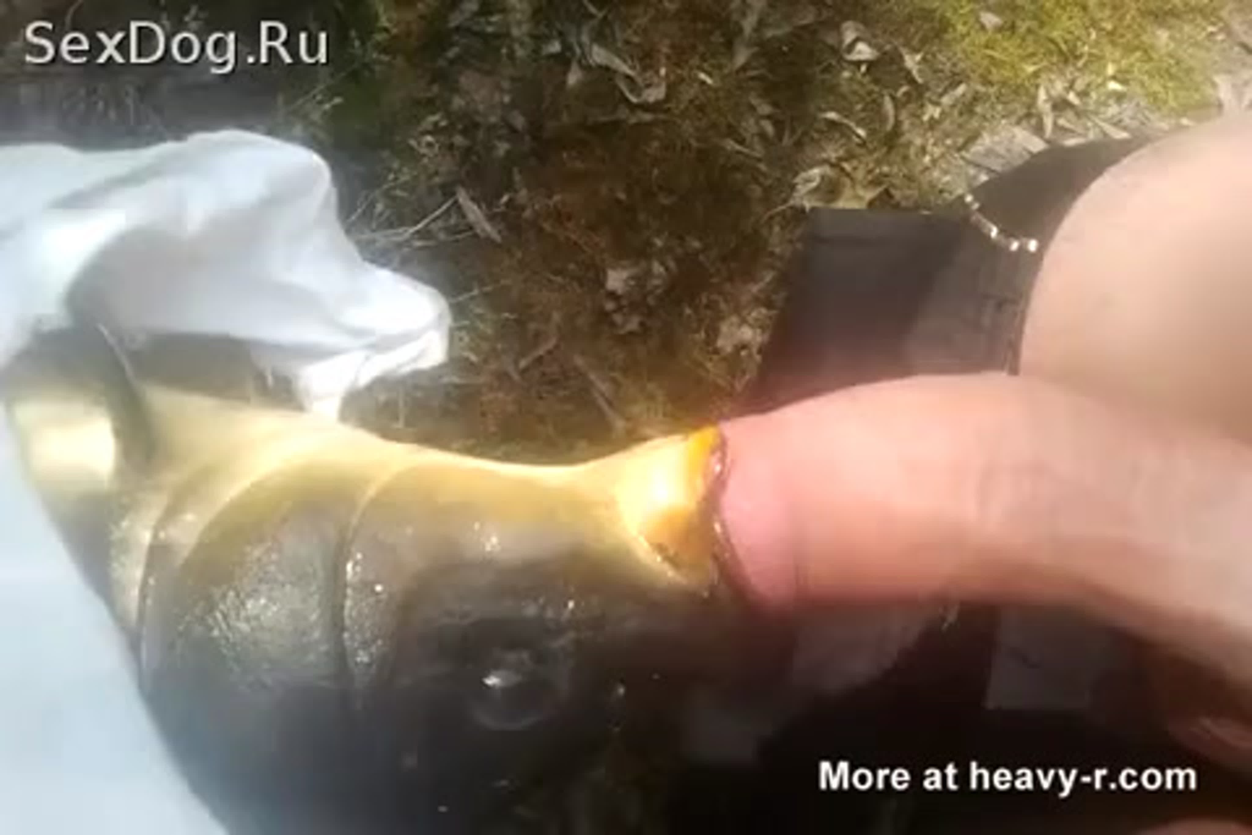 Порно Рыба Сосет Член Порно Рыба Сосет Член